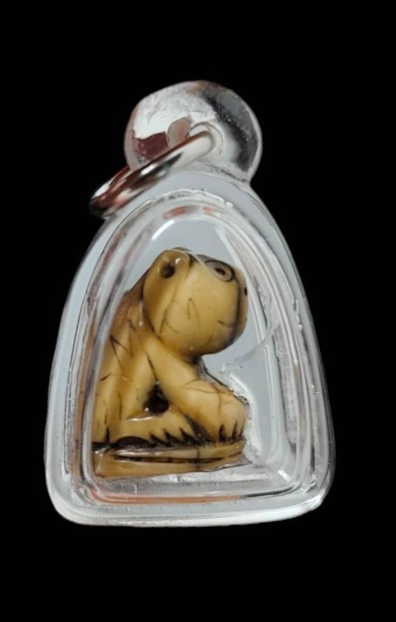 303106 เขี้ยวเสือแกะหลวงพ่อสาย พุทธศักราช 2470-2519 วัดมงคลโคธาวาส(วัดบางเหี้ย) จ.สมุทรปราการ