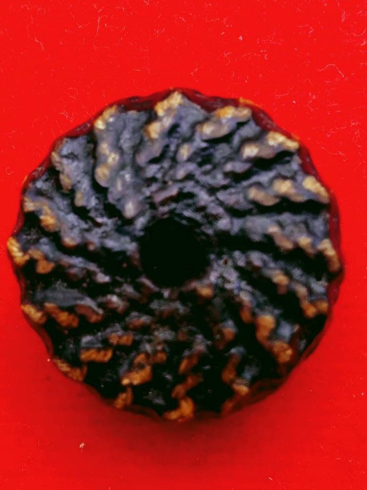 303804 ตะกรุดพิสมร ใบลานบังปืน  หลวงพ่อแก้ว วัดพวงมาลัย  เนื้อใบลาน  สร้างปี 2453-2460  จ.สมุทรสงคราม 