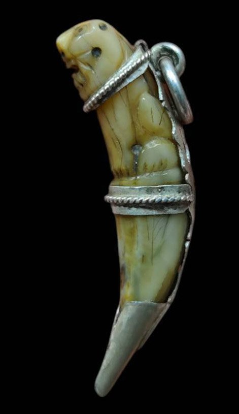 303870 เสือหลวงพ่อสาย เนื้อเขี้ยวแกะ พุทธศักราช2470-2519 วัดมงคลโคธาวาส (วัดบางเหี้ย) จ.สมุทรปราการ